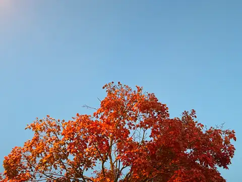 Autumn's fiery embrace against a crisp blue sky.